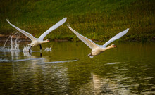 Beautiful Flying Swan Couple