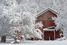 Winter, Snow Flocked Trees And Red Barn