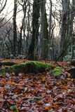 Fototapeta Krajobraz - Mossy wood block with blurry bakcground.