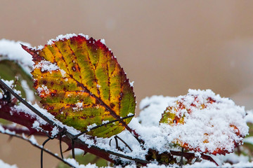 Dog Rose (Rosa canina), colourful snow-covered leaves in winter, Baden-Wuerttemberg, Germany