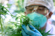Leinwandbild Motiv Portrait of scientist with mask, glasses and gloves checking hemp plants in a marijuana farm.Marijuana research, cbd oil, alternative herbal medicine concept, pharmaceutical industry.se.