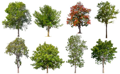 Poster - collection tree isolated on white