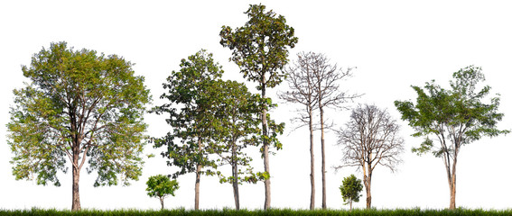 Wall Mural - isolated tree and death on white background