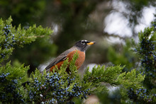 American Robin In Cedar Tree
