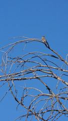 Gray bird in a tree looking at the sky