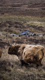 Fototapeta Sawanna - highlands cattle animal scotland uk