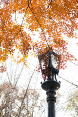 Wall Mural - Lamp post with colorful autumn leaves