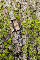 Wall Mural - texture background of rough tree trunk surface with cracked bark and covered with green mosses