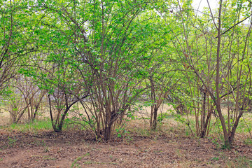 Canvas Print - Green bushes in the park