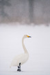 Whooper Swans at Kushiro Hokkaido Japan