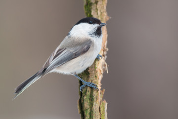 Poster - Marsh tit (Poecile palustris)