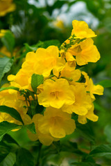Wall Mural - yellow flower and gree leaf