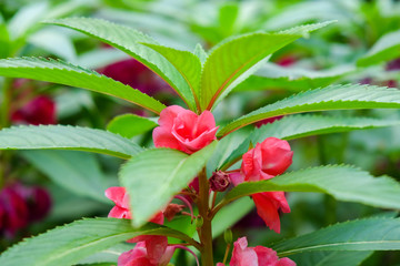 Wall Mural - pink balsam flower  in graden. (Impatiens balsamina)