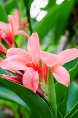Wall Mural - Pink canna flower in garden. (Cannaceae)