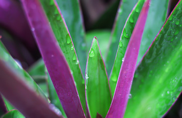 Close up oyster plant  or tradescantia spathacea flower with water drops blooming in morning garden , green and purple leaves background