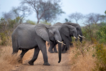 Wall Mural - elephant group in kruger park south africa crossing the road