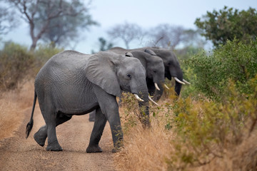 Wall Mural - elephant group in kruger park south africa crossing the road