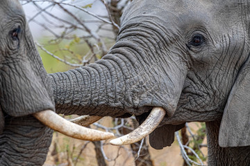 Wall Mural - elephant playing in kruger park south africa