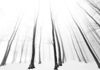 Wall Mural - Fabulous winter panorama of  forest with snow covered beech trees. Winter wallpaper