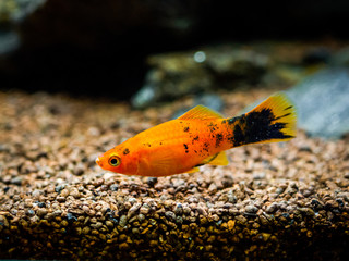 Wall Mural - Red Wagtail Platy (Xiphophorus maculatus) in a fish tank