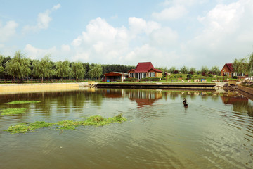 Wall Mural - Summer view of the pond in the park