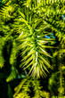 © Dzmitry - A branch of evergreen Araucaria tree, nature