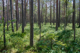 Fototapeta Perspektywa 3d - Paysage forestier dans le parc national de Lahemaa, Estonie.