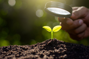 Wall Mural - The seedling are growing in the soil, ecology concept.