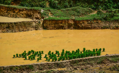 Terraced rice field in Northwest Vietnam