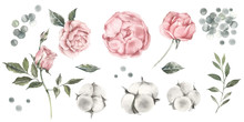 Set Of Watercolor Illustrations Of Peonies, Roses And Cotton Buds. Color Pastel Peach.