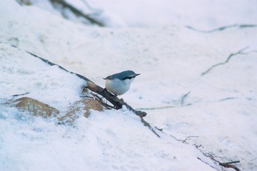 blue nuthatch bird on a branch 2