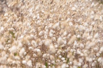 Wall Mural - Sunny beautiful nature video background. Horizontal color photography of tiny yellow fluffy flowers growing in Tunisia country.