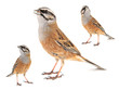 Collage of three Rock bunting, Emberiza cia, isolated on white background. Male.