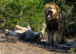 Löwe mit offenem maul stehend löwen weibchen liegt im gras im Hintergrund büsche
