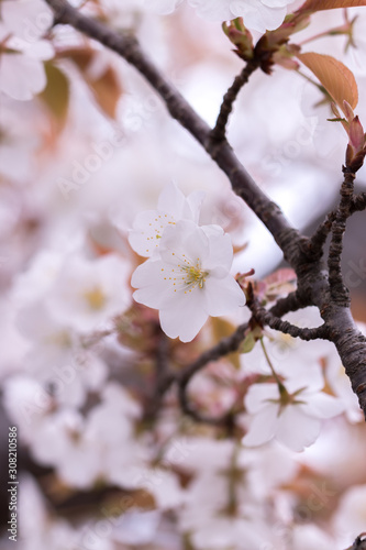 Foto-Schiebegardine mit Schienensystem - 桜の花　春イメージ (von TOMO)