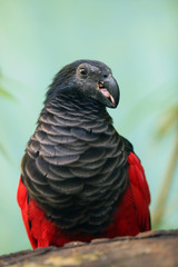 Canvas Print - The Pesquet's parrot (Psittrichas fulgidus) also known as the Vulturine Parrot, portrait of a New Guinea parrot. New Guinea parrot with red head.