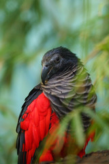 Wall Mural - The Pesquet's parrot (Psittrichas fulgidus) also known as the Vulturine Parrot, portrait of a New Guinea parrot. New Guinea parrot with red head.