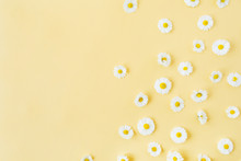 White Chamomile Daisy Flowers Pattern On Yellow Background. Flat Lay, Top View Floral Composition.