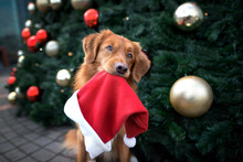 Funny Retriever Dog Holding Santa Hat In Mouth In Front Of A Christmas Tree