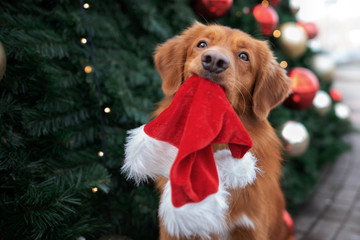 funny retriever dog holding a santa hat in mouth in front of a christmas tree