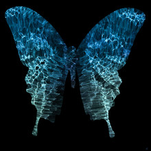 Abstract Butterfly Made Of Particles, Digital Fantasy Butterfly Illustration. 