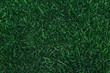 Leinwandbild Motiv Top view of green grass texture. for background.