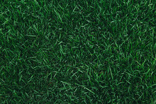 Top View Of Green Grass Texture. For Background.