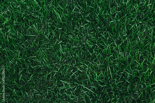 Cuadros en Lienzo Top view of green grass texture. for background.