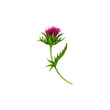 watercolor drawing thistle flower