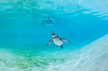 Humboldt Penguin Swimming Underwater.
