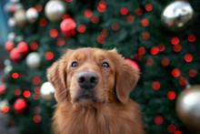 Funny Toller Retriever Dog Portrait In Front Of A Christmas Tree Outdoors