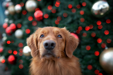 Sticker - funny toller retriever dog portrait in front of a christmas tree outdoors