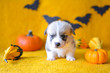 © Zuz - welsh corgi pembroke puppy halloween pumpkin