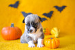 welsh corgi pembroke puppy halloween pumpkin